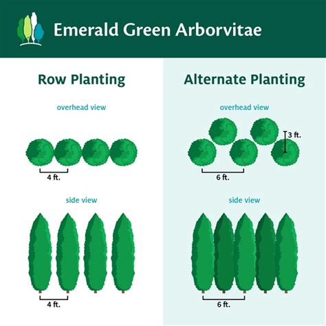 Emerald green arborvitae growth rate. Things To Know About Emerald green arborvitae growth rate. 